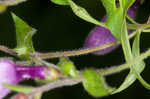 Small's beardtongue